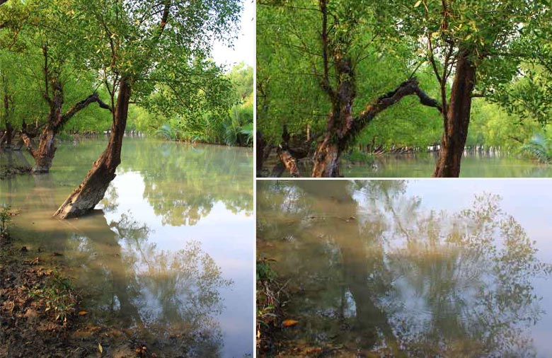 Ein Mangrovenbaum steht im Wasser. Im Hintergrund sind weitere Bäume zu sehen. Foto: Vanessa Laspe