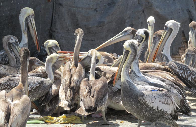 Zahlreiche Pelikane sind in städtischer Umgebung auf einem Haufen um etwas vermeintlich Essbares versammelt. Unter ihnen sind Plastiktüten zu sehen. Foto: Franziska Menge.