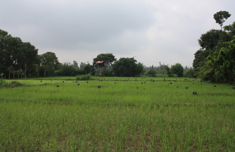 Ein Feld mit Reispflanzen, welches von einigen Bäumen umgeben ist.