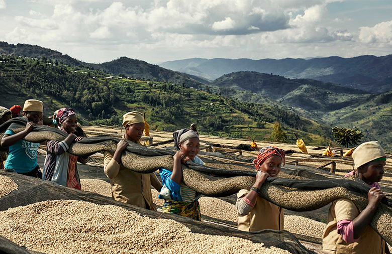 Sechs Frauen tragen eine Plane mit Kaffeebohnen auf ihren Schultern
