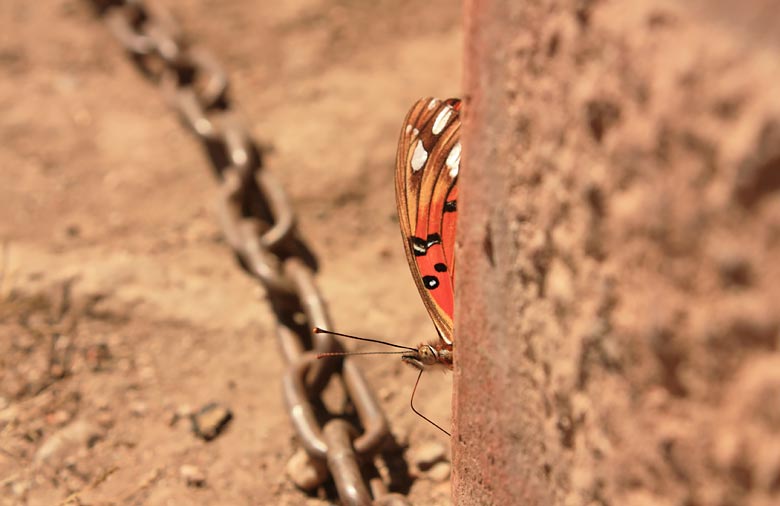 Ein Teil eines orange gemusterten Schmetterlings im Sand ist zu sehen. Er wird von einer Säule oder ähnlichem verdeckt. Neben dem Schmetterling liegt eine Eisenkette im Sand. Foto: Markus Wegenke