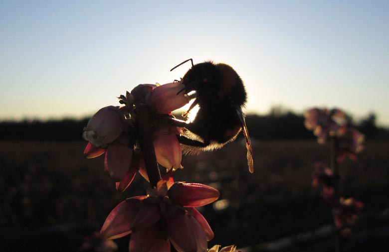 Eine Biene sitzt auf einer Blume. Dahinter ist ein Feld und blauer Himmel zu sehen. Foto: Mareike Felix