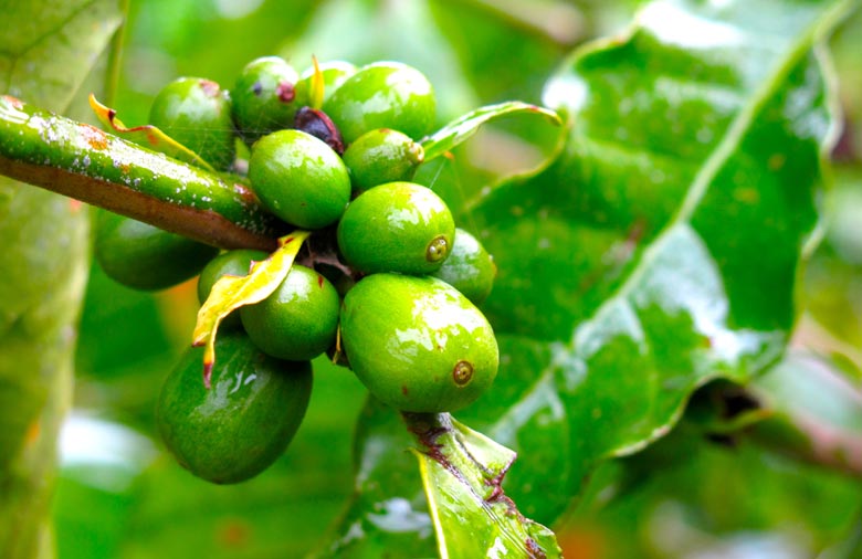 Ein Ast der Kaffeepflanze mit grünen Kaffeebeeren ist zu sehen. Foto: Philipp Aepler