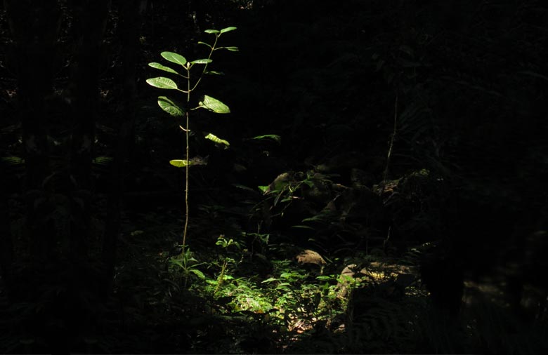 Bäume und Sträucher liegen im Schatten, einzig ein kleiner Strauch wird von einem Lichtstrahl erhellt und ist damit hellgrün zu erkennen. Foto: Philipp Aepler.