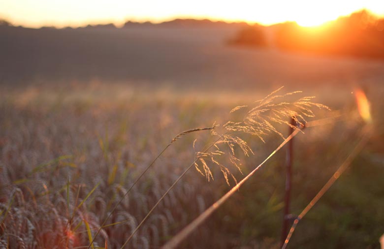 Die Morgensonne auf einem Getreidefeld ist zu sehen. Foto: Mira Schönegge