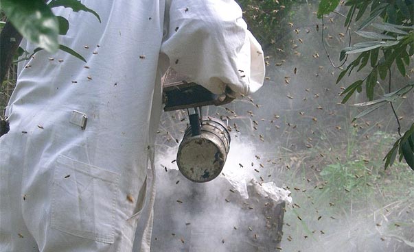 A beekeeper smokes his bees.